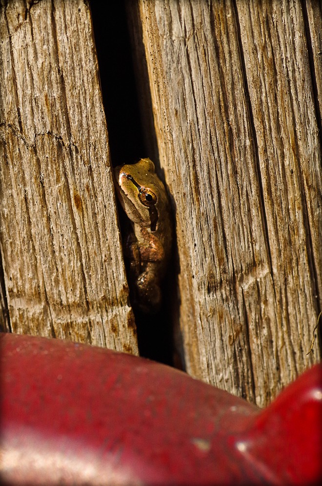 Frog in a stump