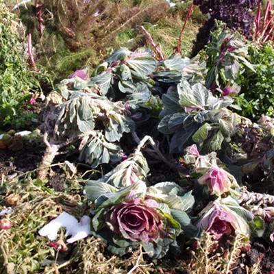 I find a strange beauty in the end of the season for plants.  Shot in the UI arboretum
    in early November by Chris Dopke