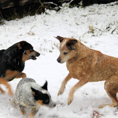 Lexi Lucy Liu, Rusty Jo and Ani Blue playing in the snow.
Troy, Idaho