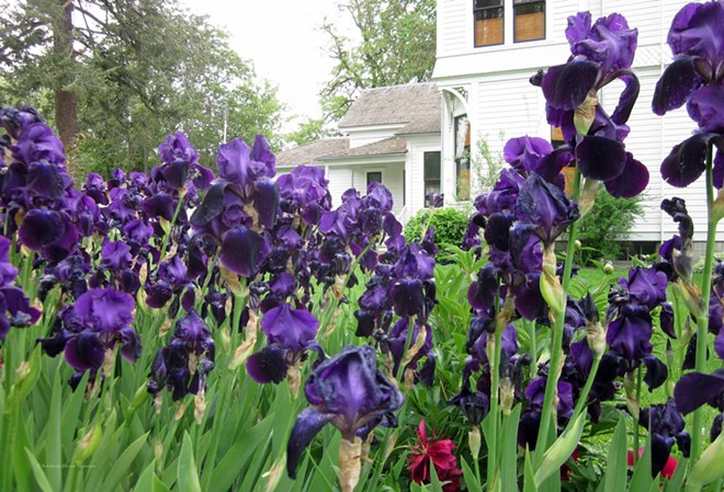 Irises in Bloom at The Boldman Garden