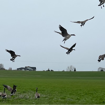 Geese coming in for a landing alongside Mountain View Road