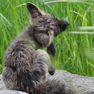 One last thing to do before resting...a good scratch.
Photo taken in Asotin, WA. byJerry Cunnington,5/2011.