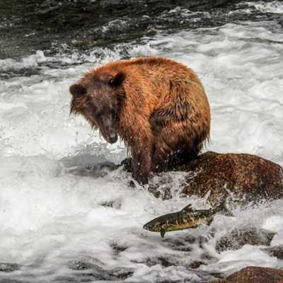 Taken on August 2, 2021
Location: Baranof Island, Southeast Alaska
Photographer: Ken Carper

This time, the salmon's determination paid off. The clumsy bear missed, and fell off his rock!
Observed while Ken & his wife, Tanya, were on an Alaskan cruise.