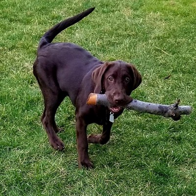 Schatzi loves a rousing game of fetch - especially with a big stick!