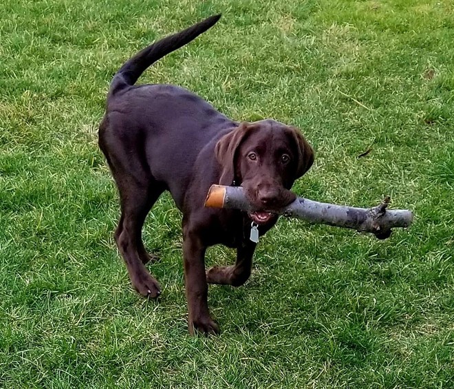 Got me a big stick!