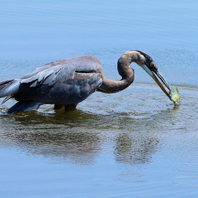 Stan Gibbons photographed a great blue heron while it was fishing near Swallows Boat Ramp on 7/8/2023.