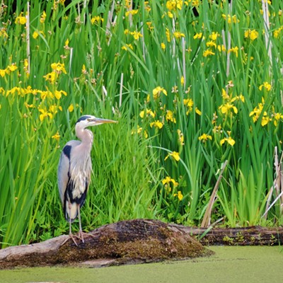 A Great Blue Heron was spotted in a slough along the Trail of the Coeur d' Alene's opposite of Coeur d' Alene Lake about five miles south of Harrison, Idaho on Saturday June 22, 2019.