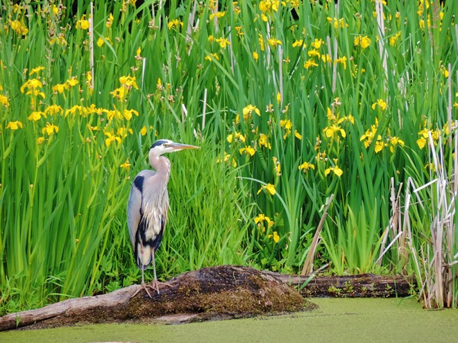 Great Blue Heron along The Trail of the Coeur d' Alene's