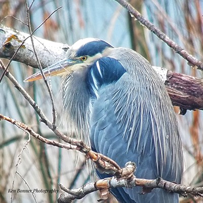 This great blue heron was keeping a close eye on me as I approached within sixty yards at Swallows Park in Clarkston, WA. Photo taken by Ken Bonner of Lewiston on December 22, 2019.