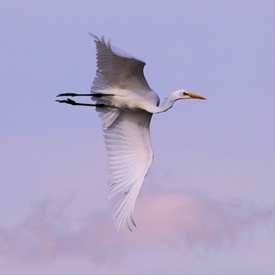 Great Egret