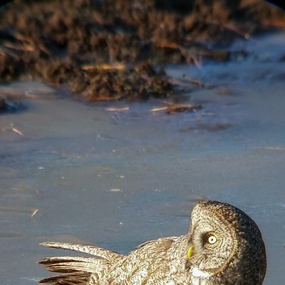 This great grey owl was walking around on the ice of a small pond in Clearwater County, Idaho on November 19, 2019. Taken by Ken Bonner of Lewiston.