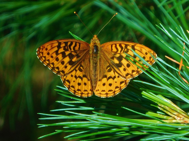 Great Spangled Fritillary Buttterfly