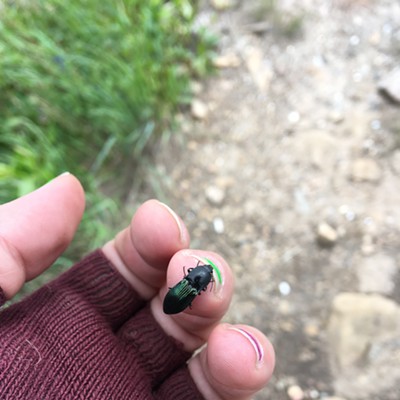 June 30, 2018
    Elk Butte Lookout
    Anndrea Navesky
    Found a Green Click Beetle (Nitidolimonius resplendens) at Elk Butte Lookout on some of the surrounding vegetation