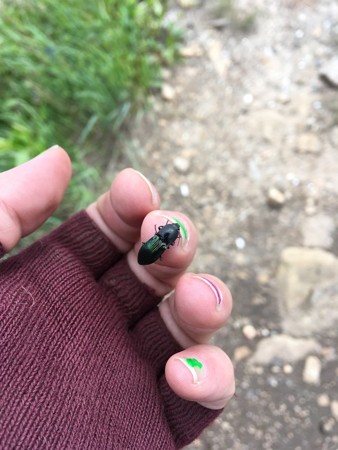 Green Click Beetle