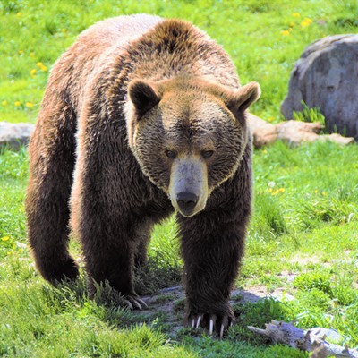 We visited the Grizzly Bear Rescue & Education Sanctuary near Livingston, Montana, and loved seeing the grizzly bears up close in a natural setting. Taken June 5, 2018, by Mary Hayward of Clarkston.