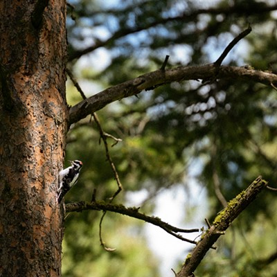 A Hairy Woodpecker catches a ray of light while climbing the trunk of a ponderosa pine at Kamiak Butte
    
    taken by Skyler Martin, May 17th, 2020
