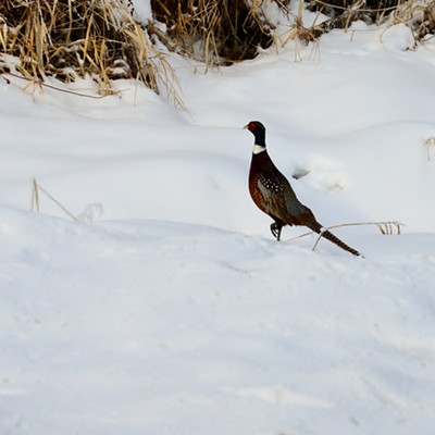 Pheasants aren't being pressured by hunters now and this one landed on the side of the road close by me and I was lucky to get this shot before he decided to fly off.
12/17/22. Also on the Julieta, Genesee road. It was a beautiful for photography and enjoying the beauty that was placed there.