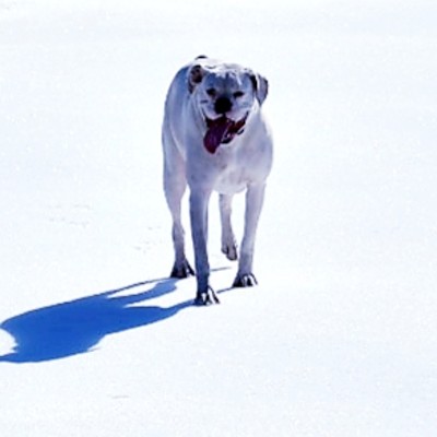 Nikko Witt enjoys himself in the snow outside Winchester.