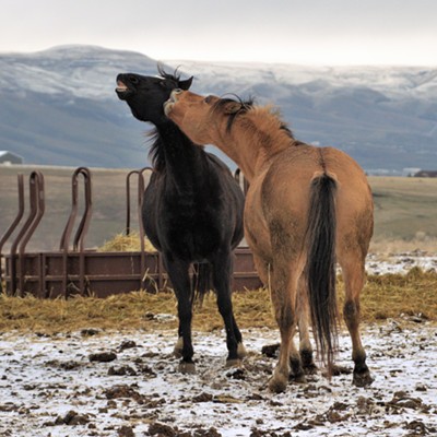 Horses showing affection and happiness in Clarston December 30, 2020 and Mary Hayward took the shot.