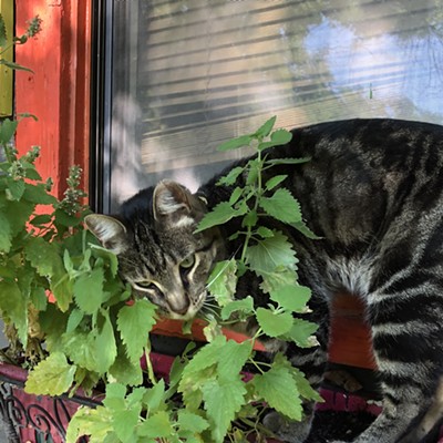 Shifter inspecting his catnip
    Fall 2019 Moscow ID by Peg Hamlett