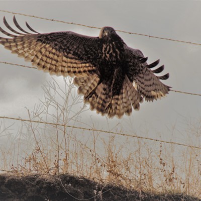 This hawk just took flight from the fence post and was flying right towards me for this shot. Taken just outside of Clarkston by Mary Hayward November 10, 2019.