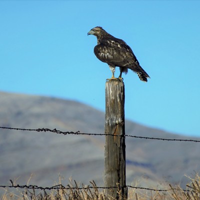 This hawk was seen on a fence post just west of Clarkston. Taken November 28, 2018 by Mary Hayward of Clarkston.