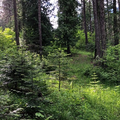 Photo taken by Julie Hurdman, August 1 on the Headwaters Trail on Moscow Mountain.