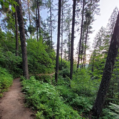 As we move into winter, I like to remind myself of the warm, lush summer to come. I am ever so grateful to the Moscow Area Mountain Bike Association (MAMBA) and private landowners on Moscow Mountain for providing so many great hiking trails.

This photo was taken on July 6, 2023 on the Headwaters Trail, Moscow Mountain.