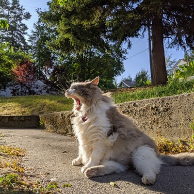 Lois the cat (10 years old) lets out a yawn on a relaxing Saturday evening after a hard day of being cute. Picture taken by 8/24/19 on a residential sidewalk in Moscow, Idaho.
    
    -Rylee Bruce (photographer)