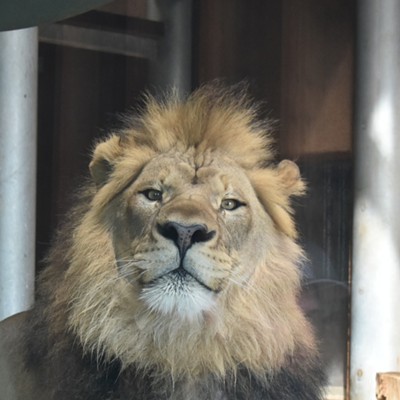 This lion posed for a picture while the photographer visited the Cheyenne Mountain Zoo in Colorado Springs.