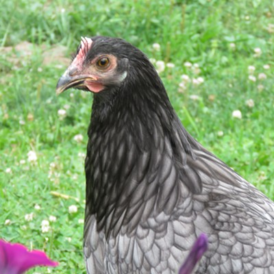 Lucia, a young Andalusian hen, pauses near a passel of pink petunias.  Le Ann Wilson took the chick pic in on July 20.
