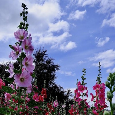 These gorgeous hollyhocks grow in a field near our home in Lewiston. It’s a treat each time I see them!