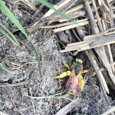 I spotted this little bee near Tolo Lake outside of Grangeville on May 8. She was trying to fly, but had so much pollen on her legs she could barely get off the ground.