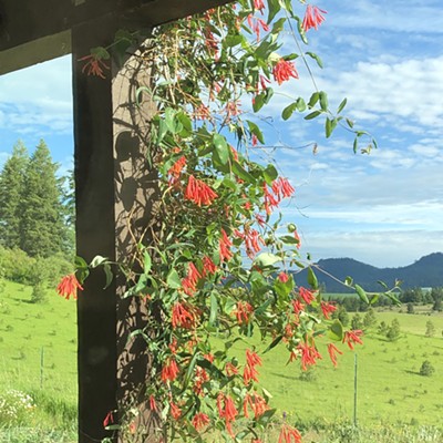The sweet smelling view of honeysuckle on a warm evening was captured by Karen Purtee at her home near Moscow Mountain Sunday, June 13, 2021. The hummingbirds in the area have ignored the feeders this year with an abundance of bright blossoms such as these to keep them happy.