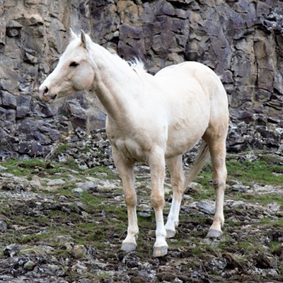 We stumbled across this beautiful horse while we were taking a ride south of Asotin, March 1, 2018. Capture by Mary Hayward of Clarkston.