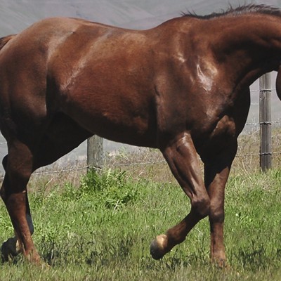 Quarter horse in Lewiston Idaho. Gail Craig, photographer