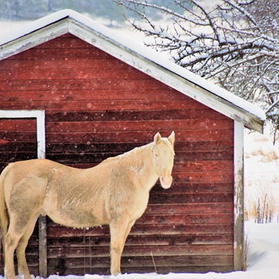 December 15, 2019 it was snowing like crazy at Field Springs and saw this horse next to the red barn but he didn't seem to mind the snow conditions. Mary Hayward of Clarkston took this shot.