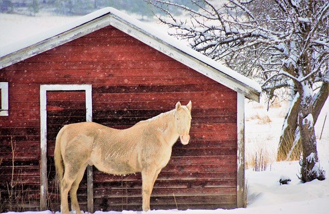 Horse in the Snow