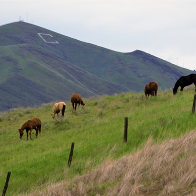 Riding on Evans Road in Clarkston, I saw these horses grazing on a hill that lined up with the "C" on the hill. Taken April 17, 2017,&nbsp;by Mary Hayward of Clarkston.