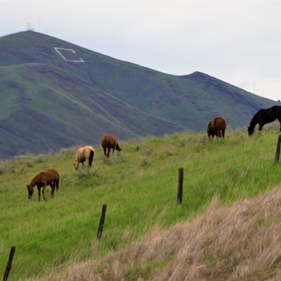 Horses in the Right Spot