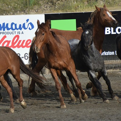 Horses running at the Asotin County Rodeo  April 2016   Photographer  Mary Hayward of Clarkston
