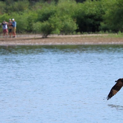 An osprey carries off a banana trout as members of the Canyon Birders group look on from across Mann Lake. Photo by Stan Gibbons on 8/12/2023.