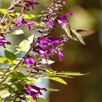 Hummingbird feeding in my brother's garden at Hillsboro Oregon