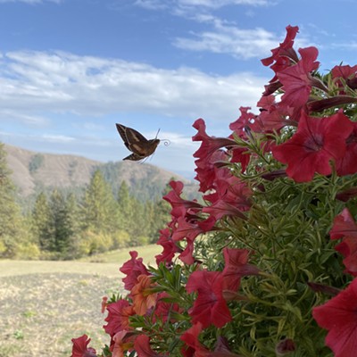 A beautiful Hummingbird Moth flitting from bloom-to-bloom on my hanging basket of Petunias. The photo was taken on September 19, 2023, at around 3PM.  At first, I thought it was a very small hummingbird, until I moved closer and got a better look.  The curled antennae gave it away.  Other than that, the moth flies and feeds just like a hummingbird.  What a delight to see!
