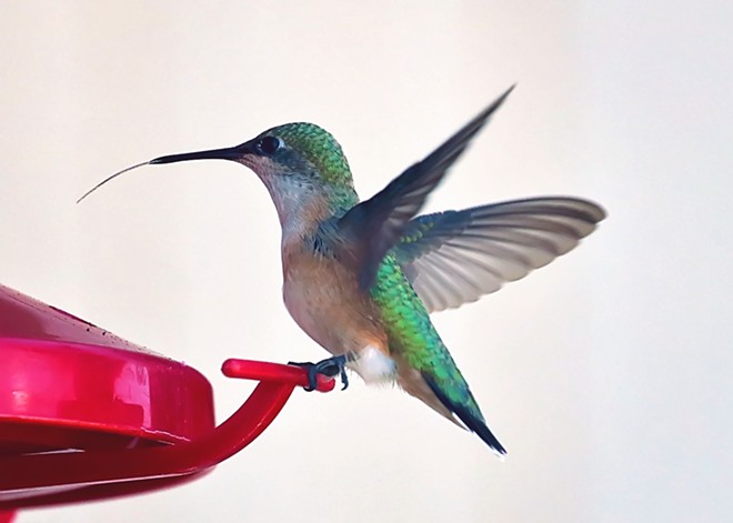Hungry hummingbird