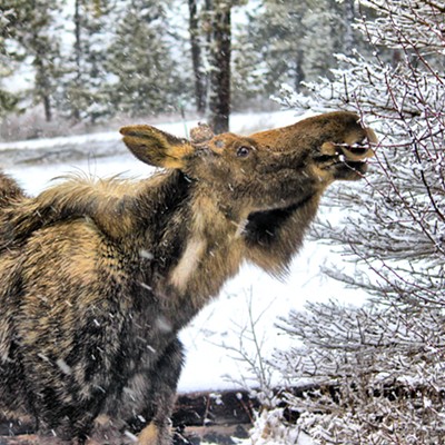 Hungry moose in Troy, Idaho
    -taken by Kristy Scaraglino
    -December 7, 2013