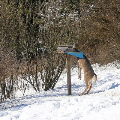 Tuesday March 12, 2019 before the cold spell snapped the local whitetail deer were searching and finding alternative food supplies. The snow was frozen and 3 feet deep making it very hard for the deer to find food. This is a wild bird seed feeder on Flannigan Creek Road between Viola and Potlatch. The photographer is Debra Alperin. The bird feeder was built by Debra's father Leo Jones.