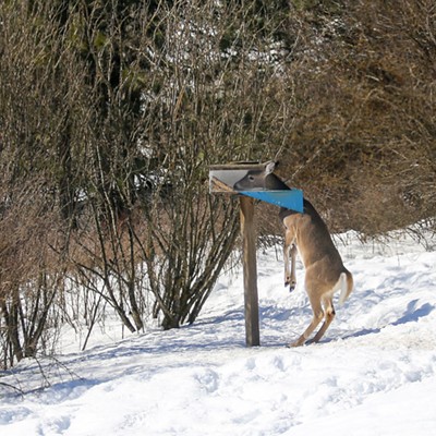 Hungry Whitetail