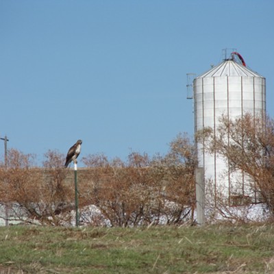 this was one of 4 hawks hunting behind the Palouse Mall on Nov. 1
    by Chris Dopke