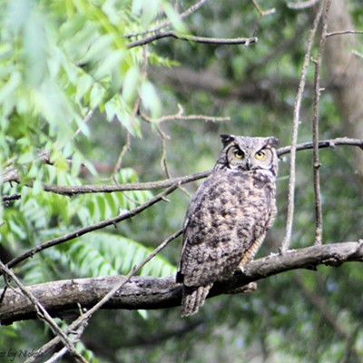 Nickole Corey snapped this photo of a great horned owl off Asotin Creek Road in Asotin on May 30, 2019.